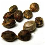 Семена марихуаны АК-47  (Seeds AK-47) в Белокурихе